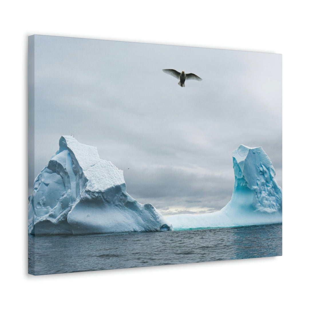 Antarctic Flight - Canvas