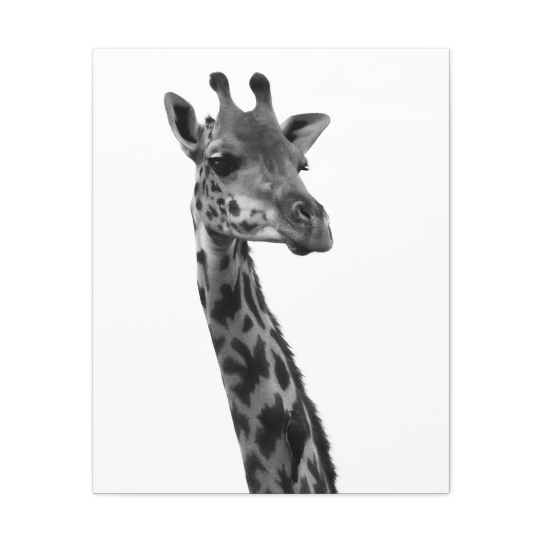 Giraffe Portrait in Black and White  - Canvas