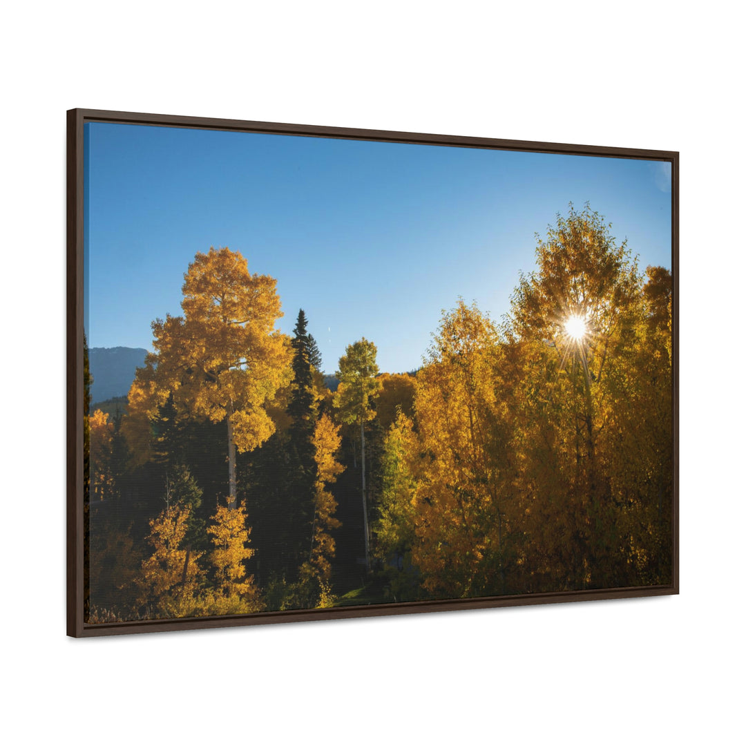 Sun Through the Aspens - Canvas with Frame