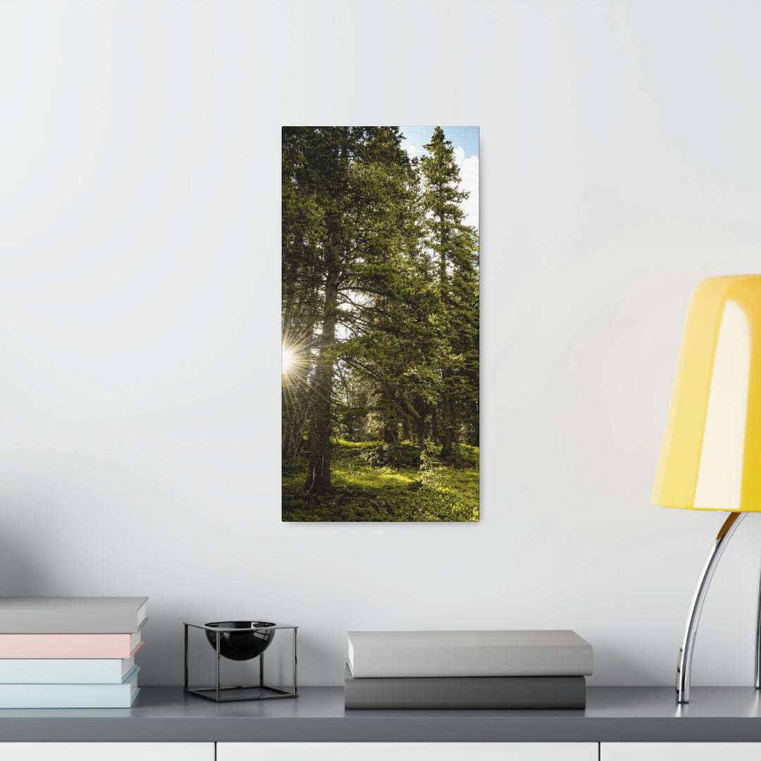 Forest Light - Canvas