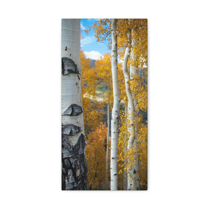 Aspens Changing - Canvas