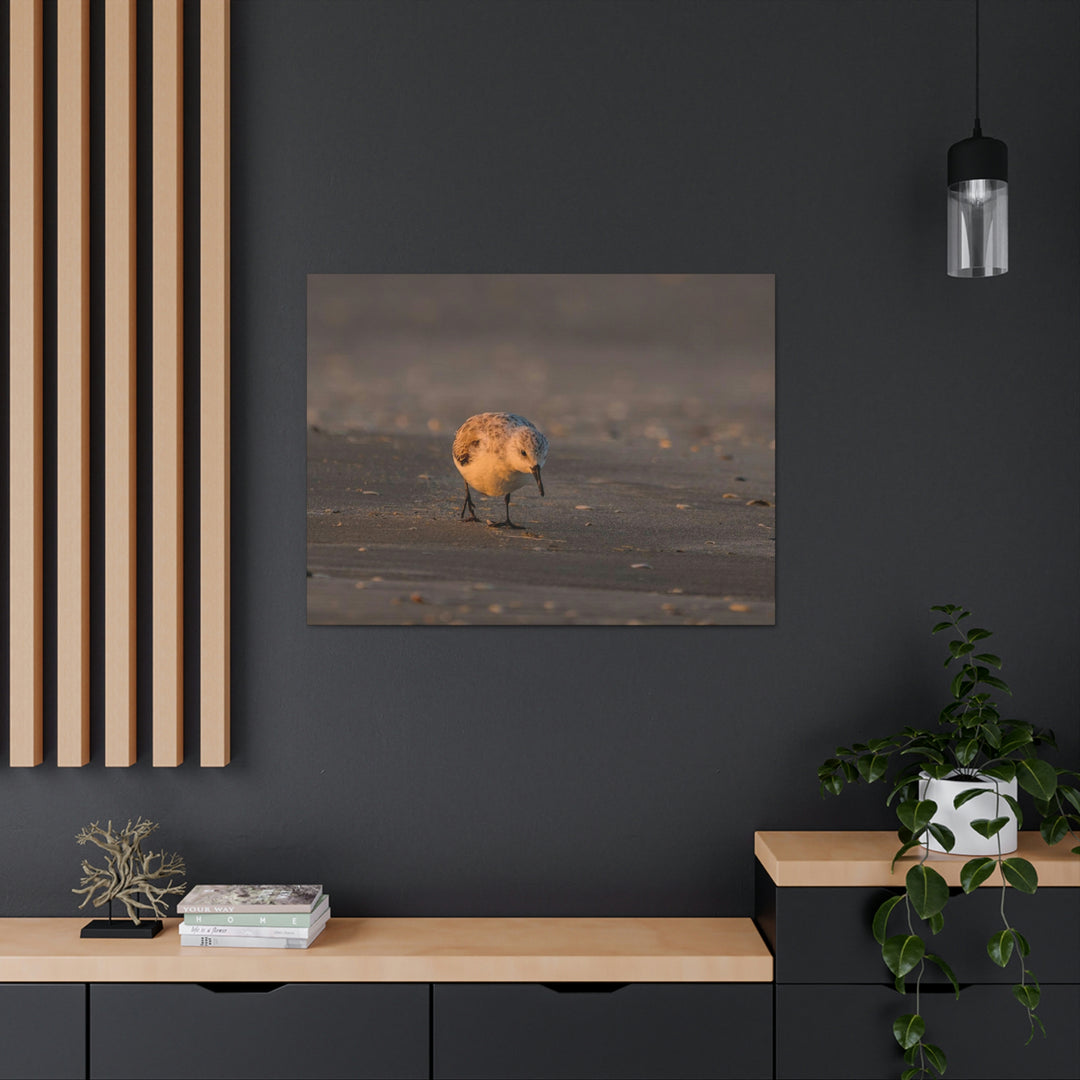 Feeding Sanderling - Canvas