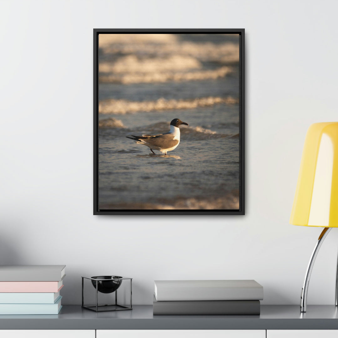 Laughing Gull in the Surf - Canvas with Frame