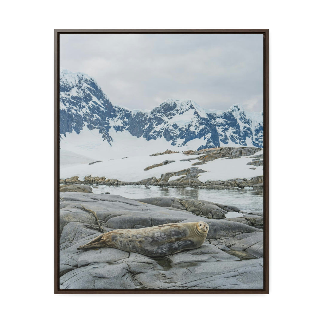 Weddell Relaxing - Canvas with Frame