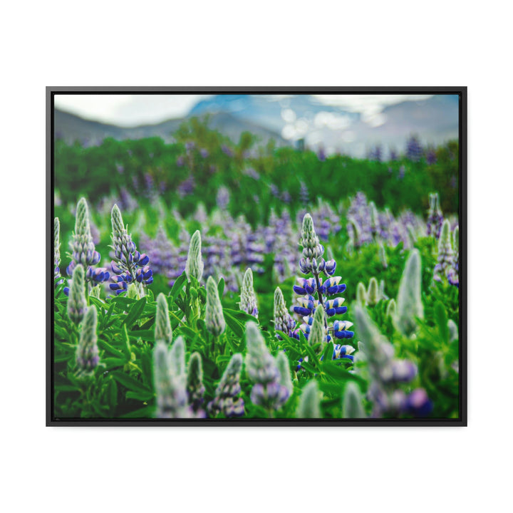 Glowing Lupin with Mountains - Canvas with Frame