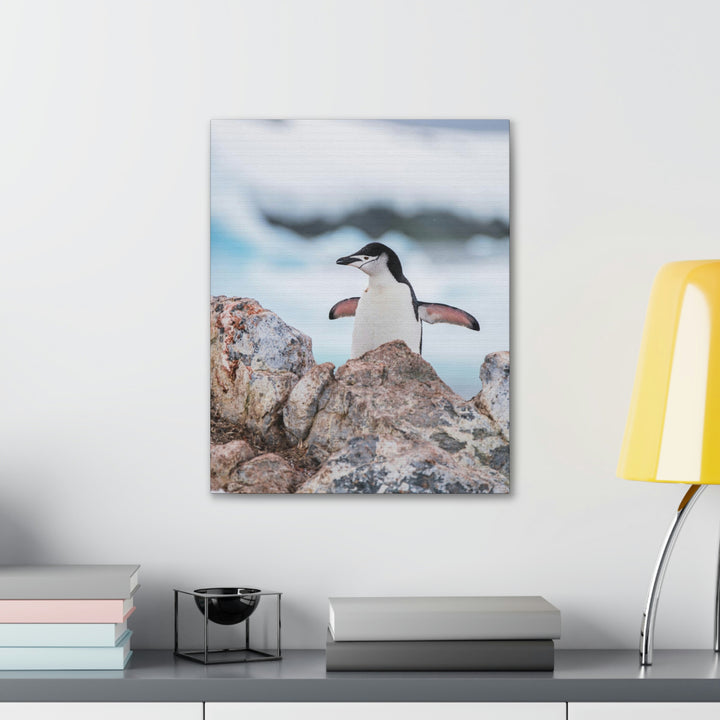 Stretched Penguin - Canvas