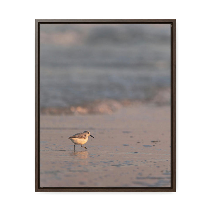 Sanderling in Soft Dusk Light - Canvas with Frame