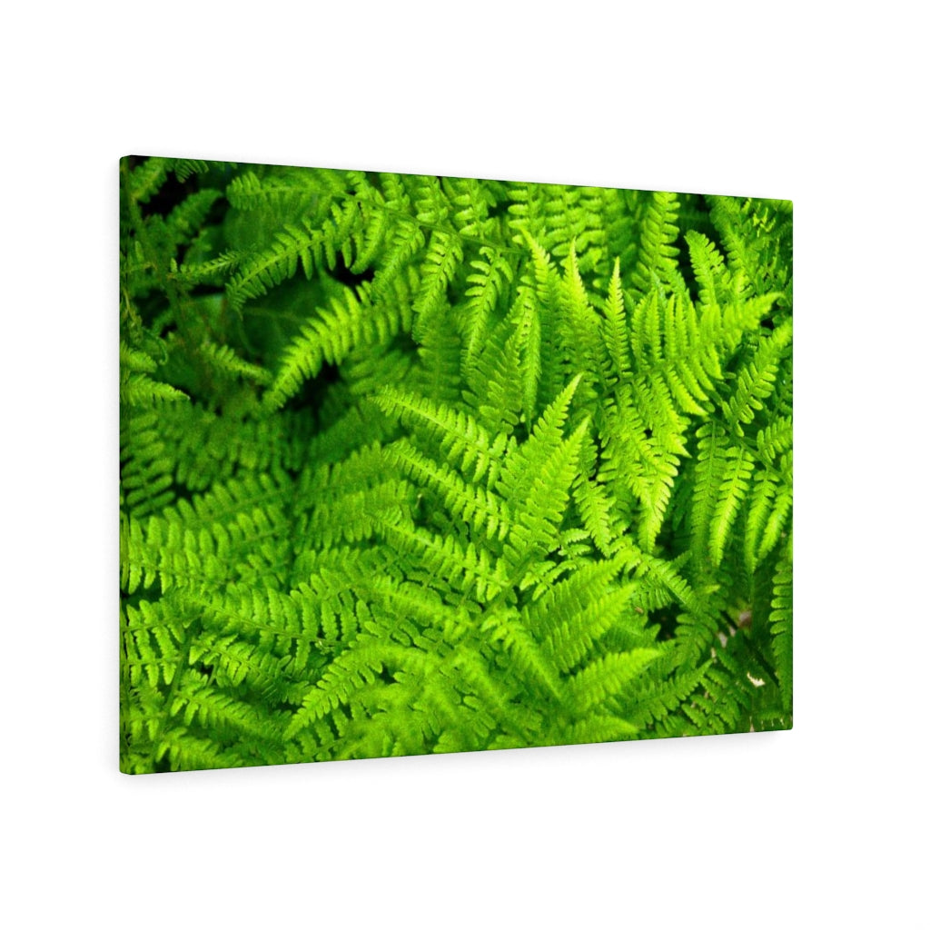 Ferns, Ferns, Ferns - Canvas