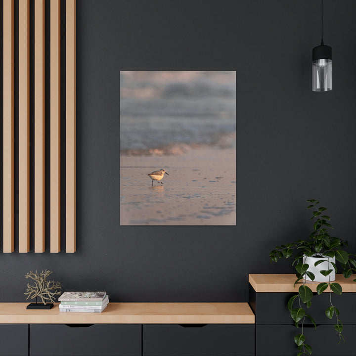 Sanderling in Soft Dusk Light - Canvas