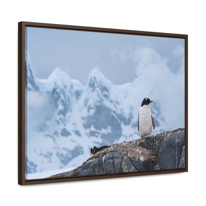 Poised Penguin - Canvas with Frame