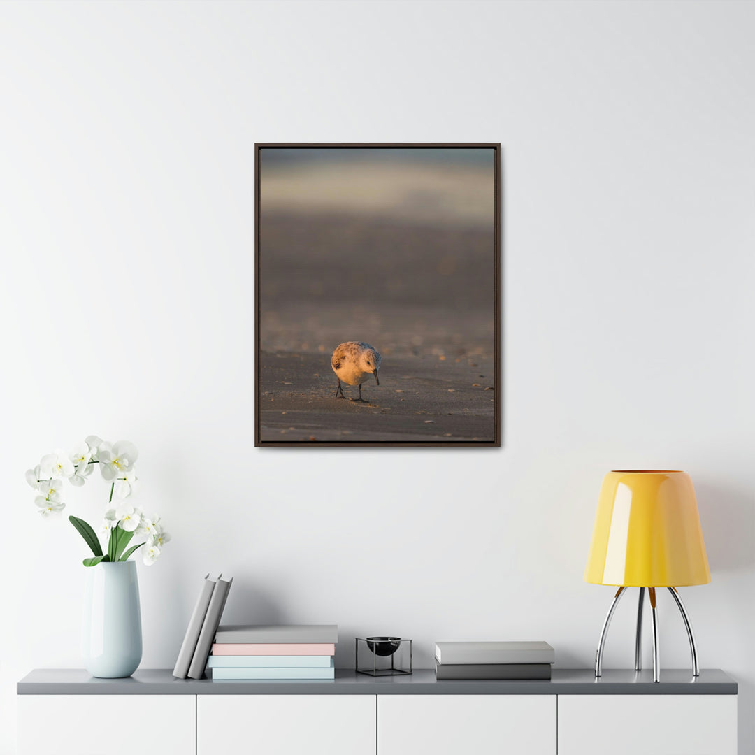 Feeding Sanderling - Canvas with Frame