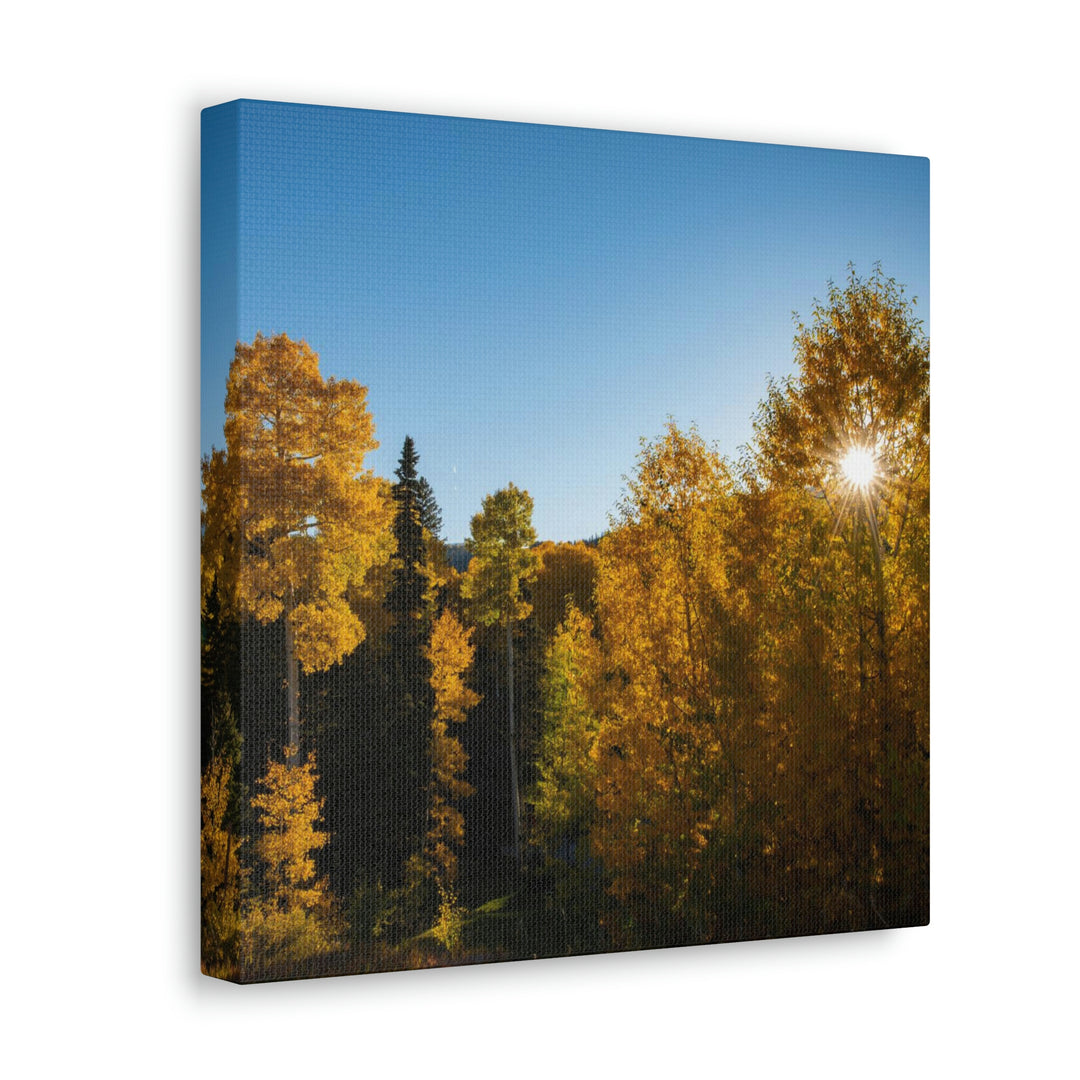 Sun Through the Aspens - Canvas