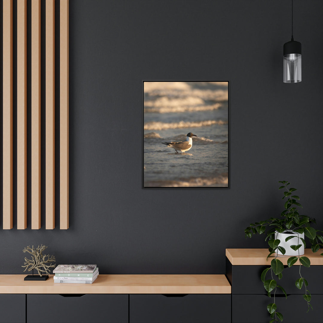 Laughing Gull in the Surf - Canvas with Frame