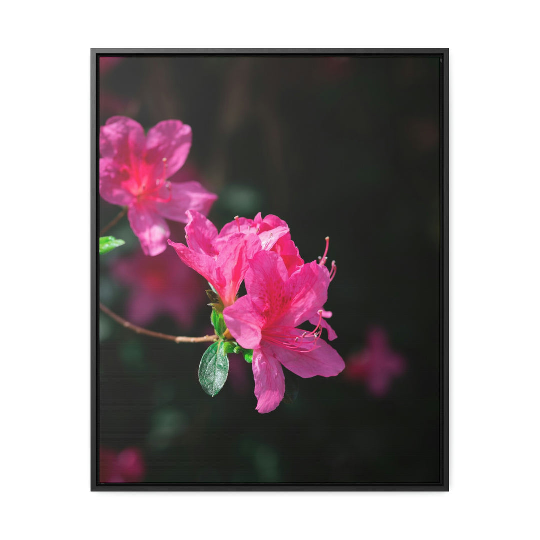 Standout Azalea - Canvas with Frame - Visiting This World