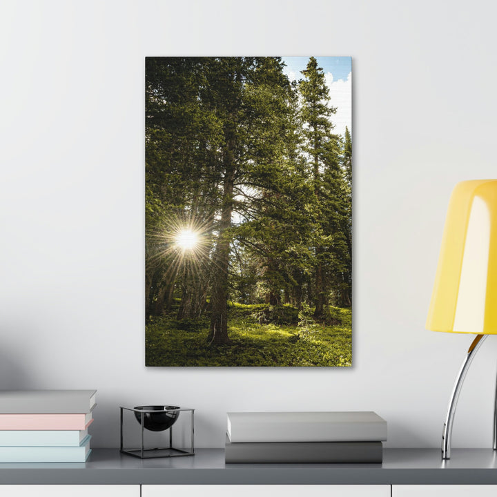 Forest Light - Canvas