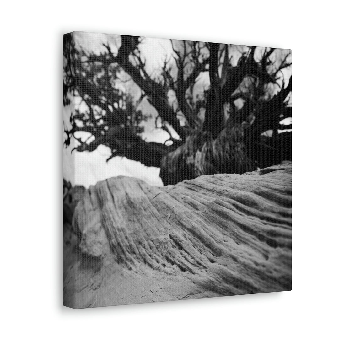 Desert Reach in Black and White - Canvas