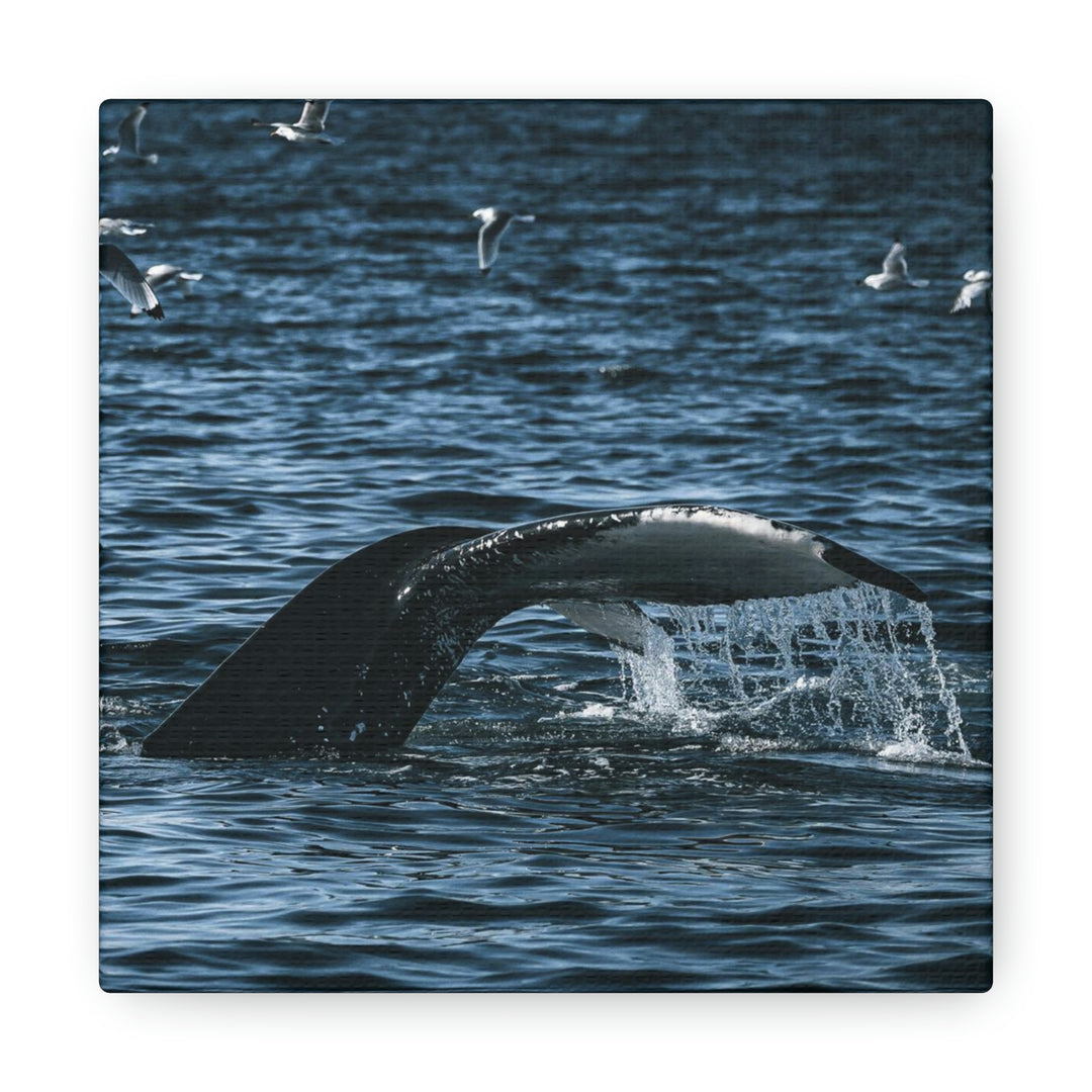 Feeding Tail - Canvas