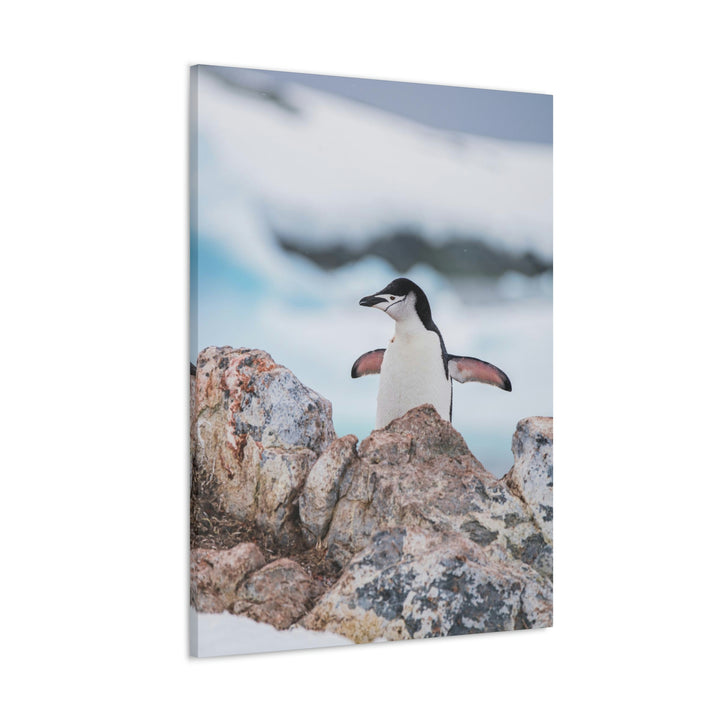 Stretched Penguin - Canvas