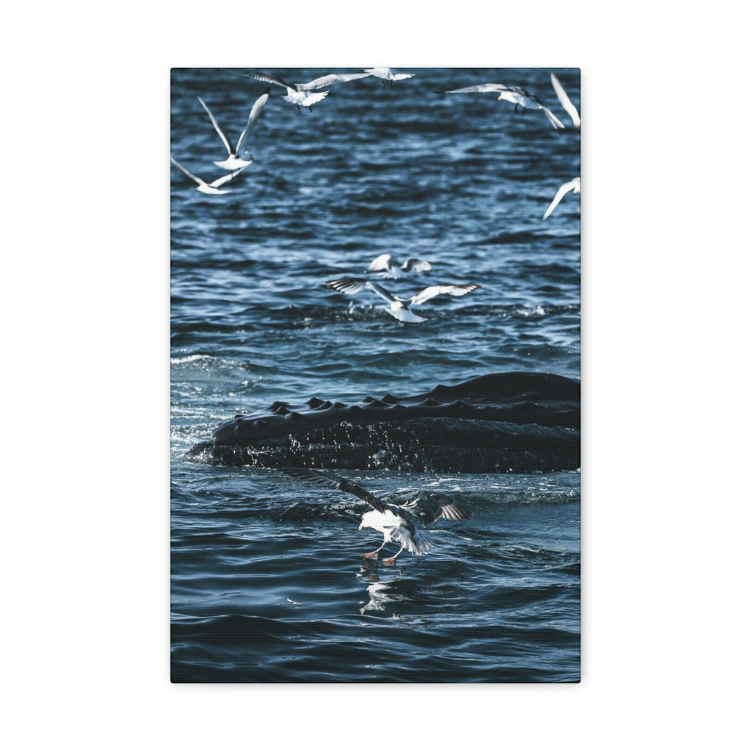 Humpback Hello - Canvas