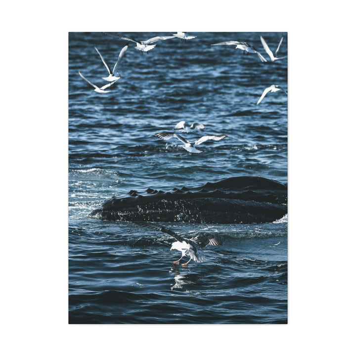 Humpback Hello - Canvas