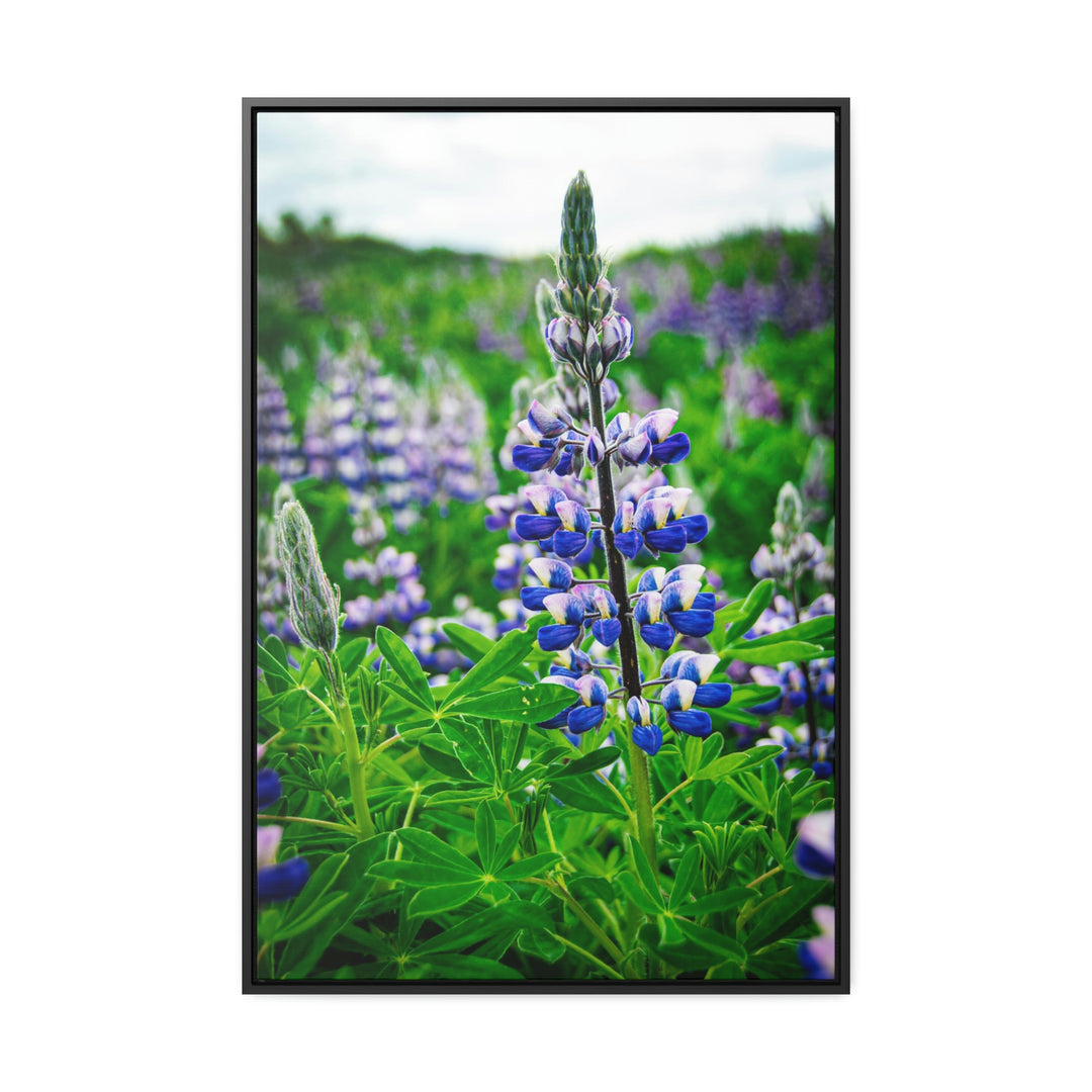 Glowing Lupin - Canvas with Frame