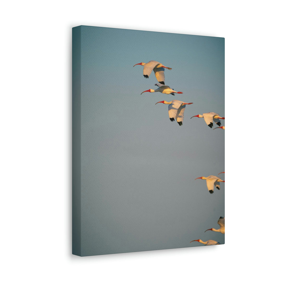 White Ibis in Flight - Canvas