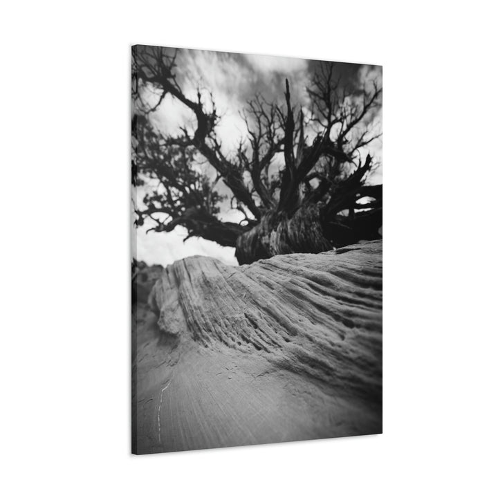 Desert Reach in Black and White - Canvas