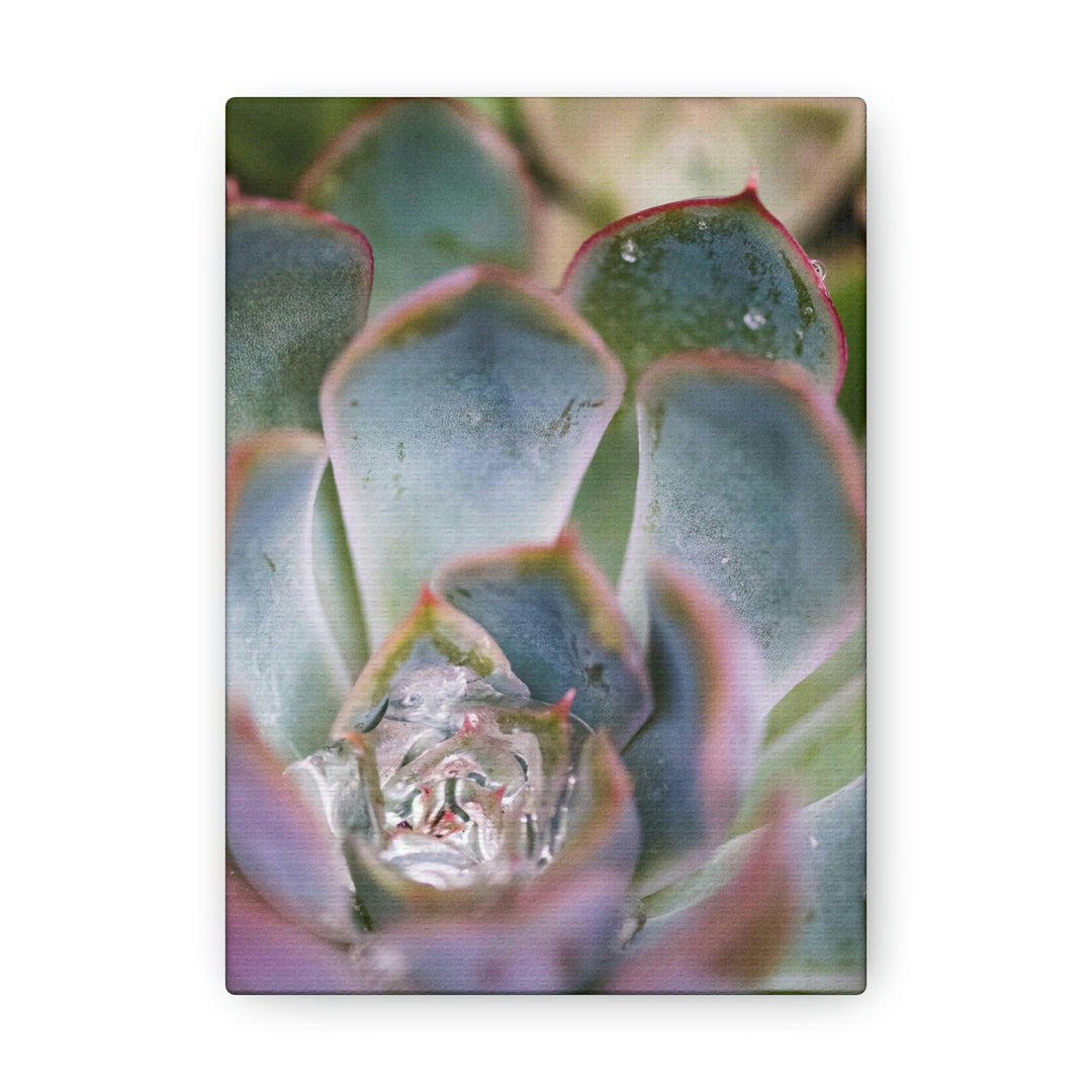 Stunning Succulent - Canvas