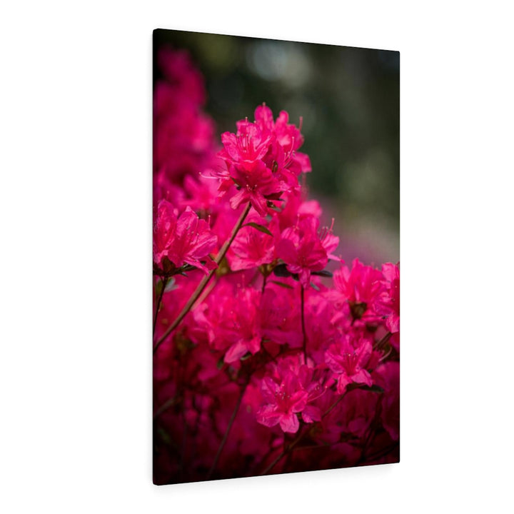 Full Bloom - Canvas