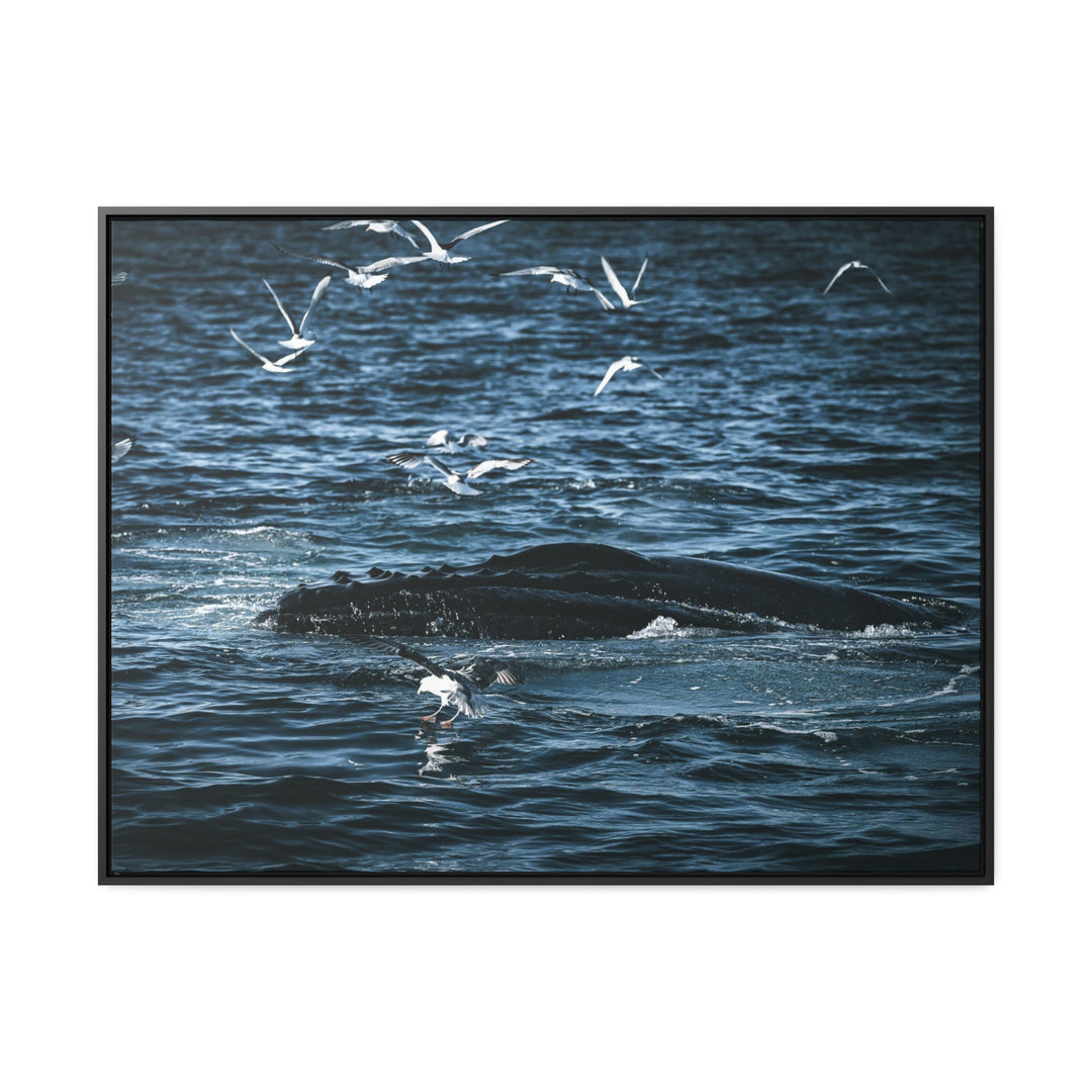 Humpback Hello - Canvas with Frame