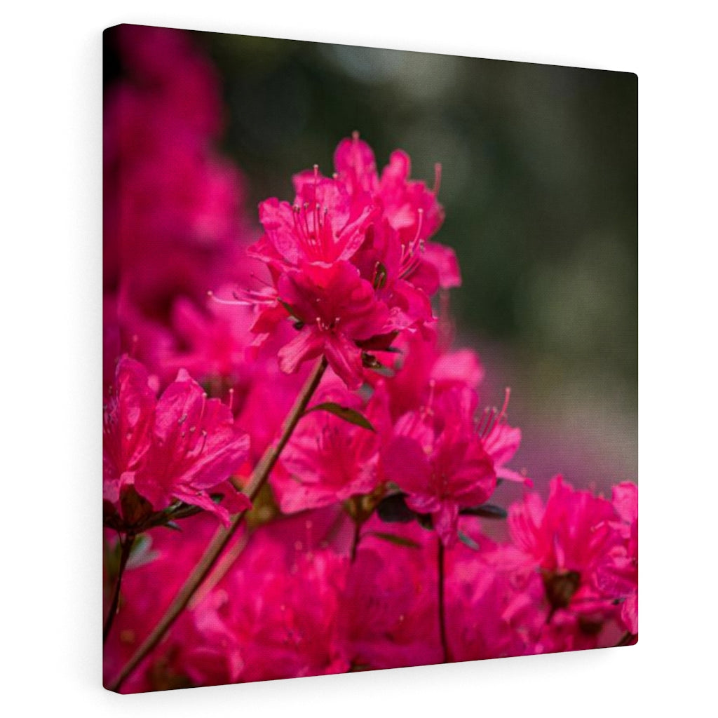 Full Bloom - Canvas