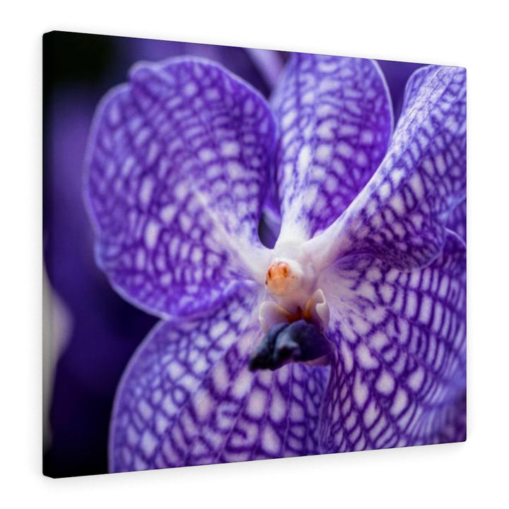 Orchid Detail - Canvas