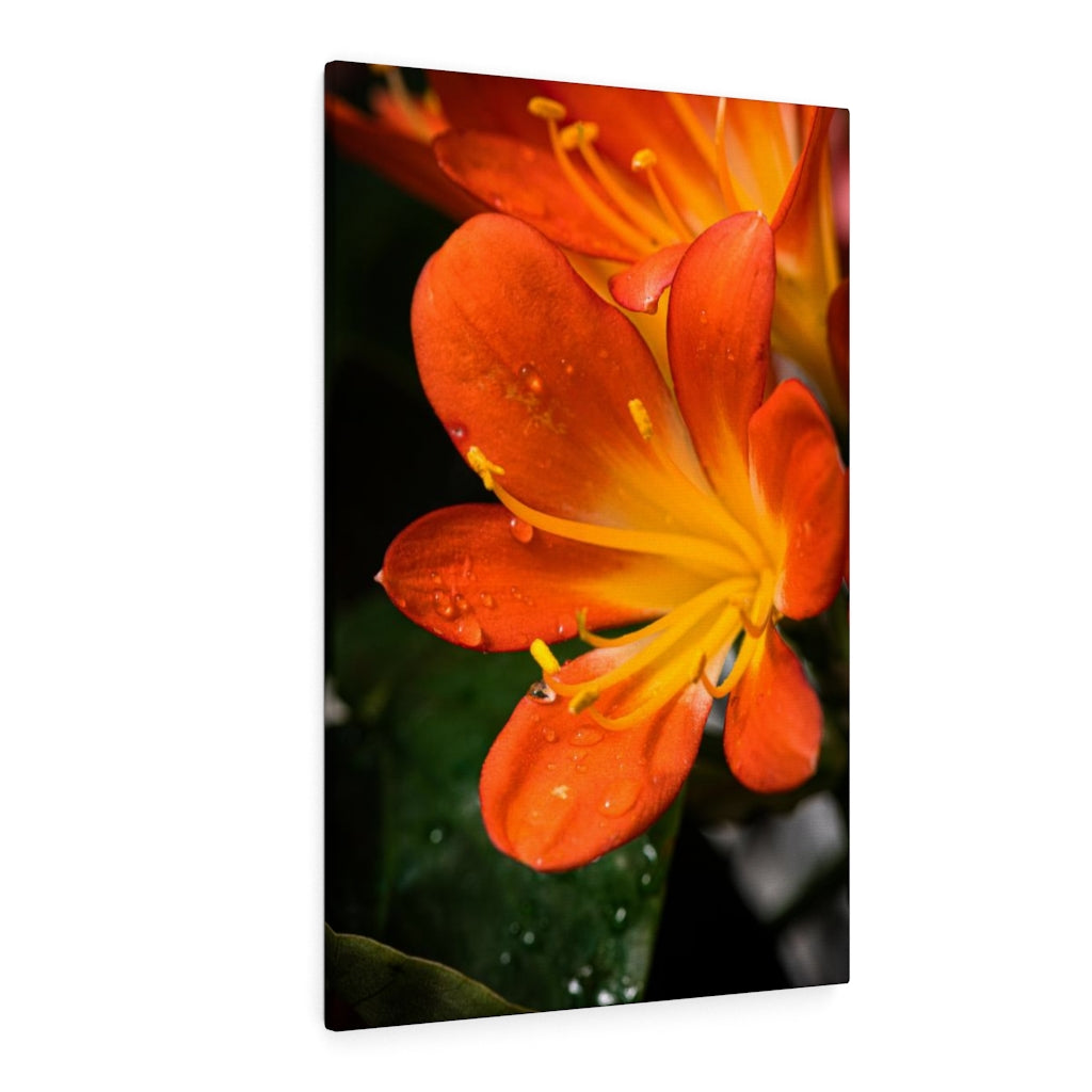 Bright Bush Lily - Canvas