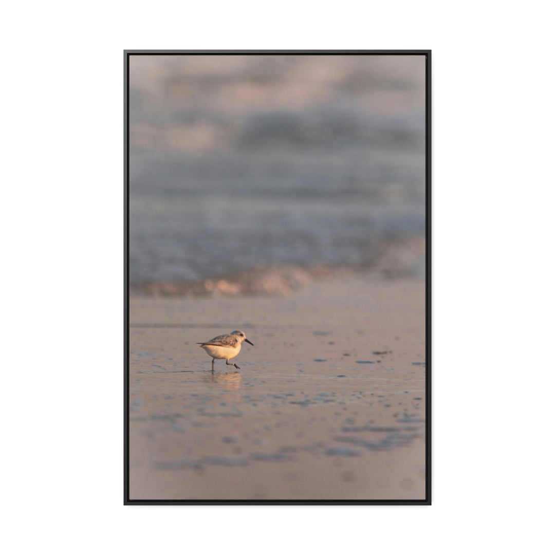 Sanderling in Soft Dusk Light - Canvas with Frame