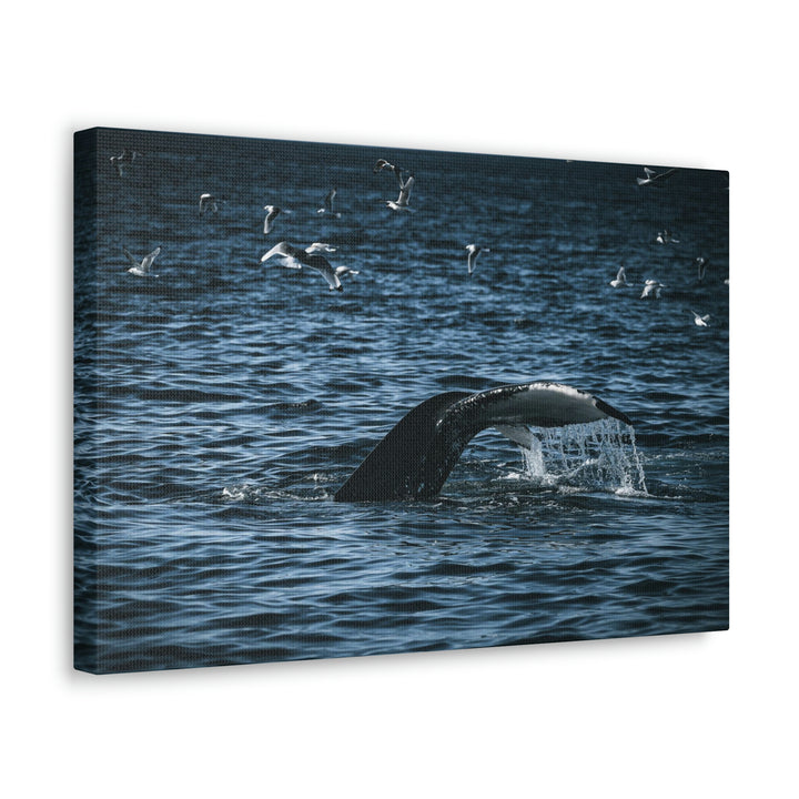 Feeding Tail - Canvas