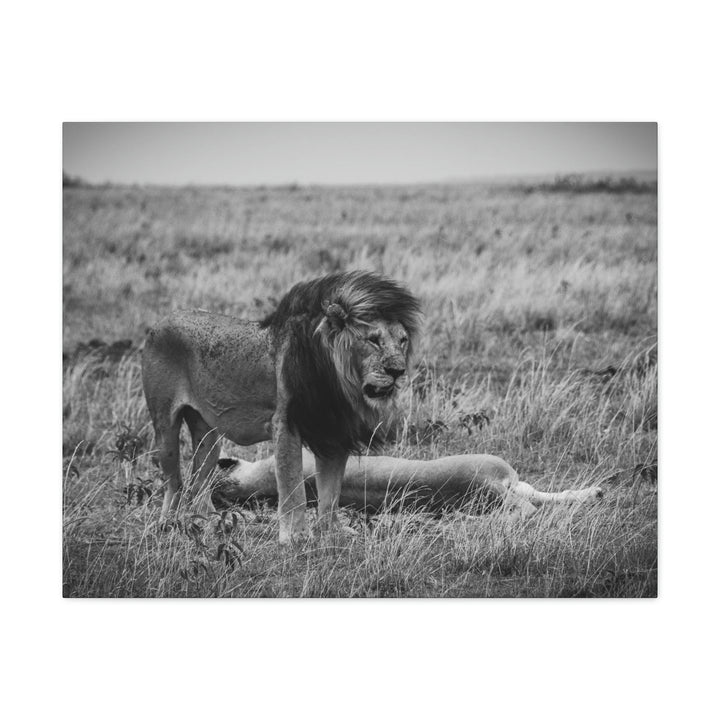 Mating Lions in Black and White - Canvas