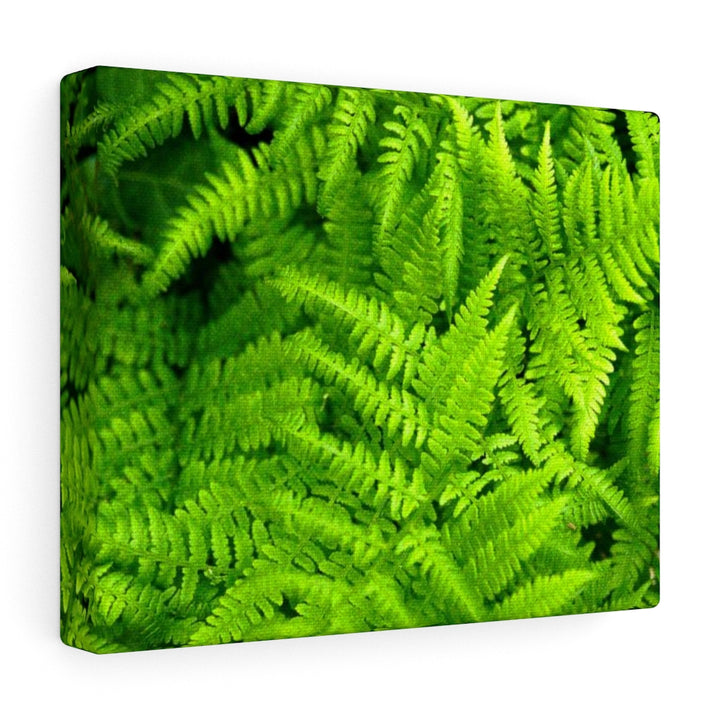 Ferns, Ferns, Ferns - Canvas