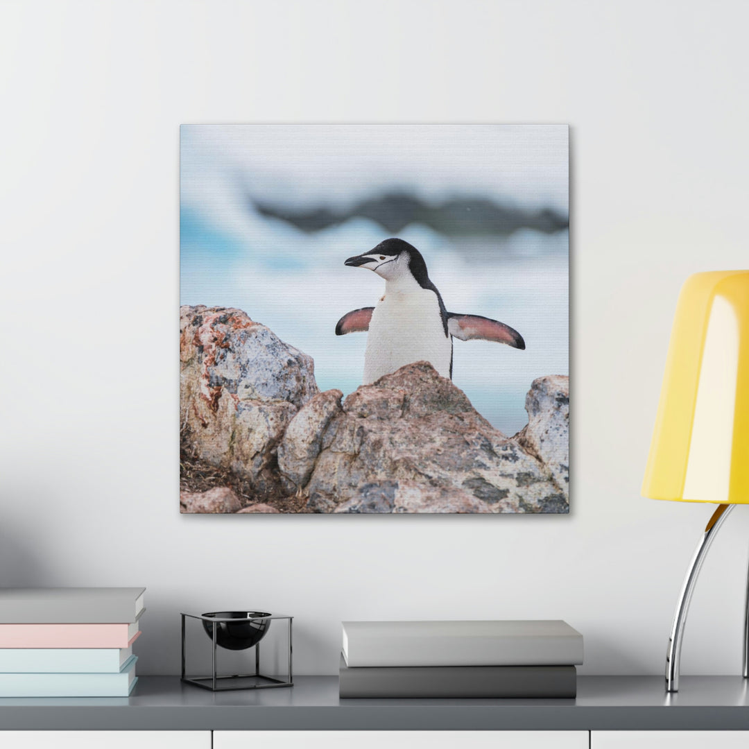 Stretched Penguin - Canvas