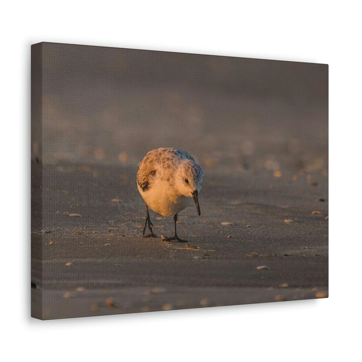 Feeding Sanderling - Canvas