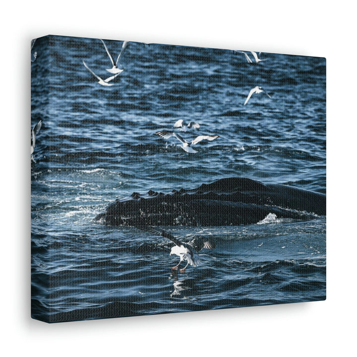 Humpback Hello - Canvas