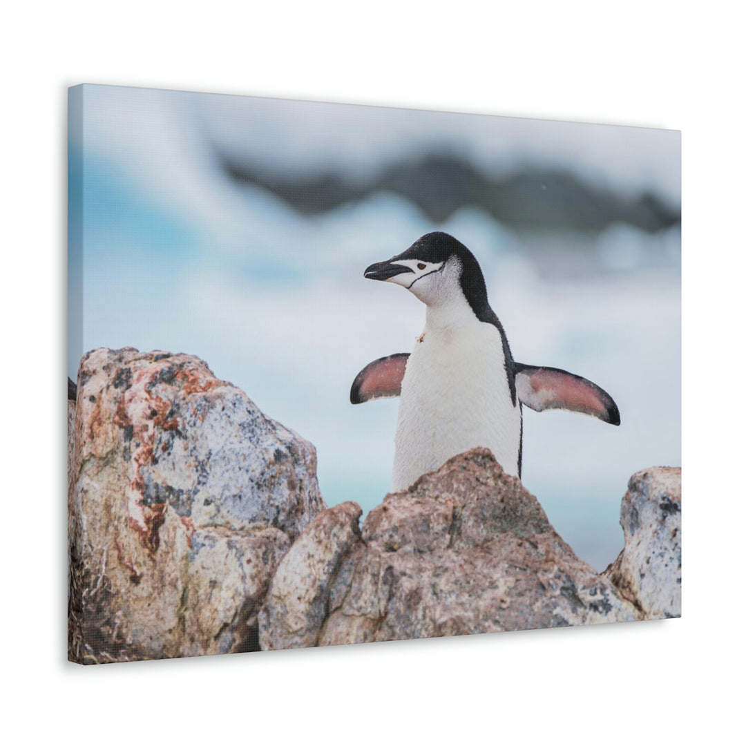 Stretched Penguin - Canvas