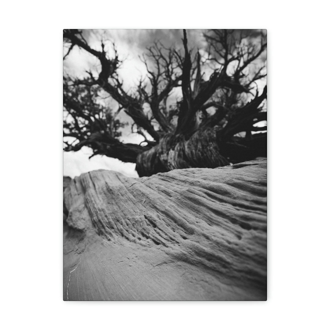 Desert Reach in Black and White - Canvas