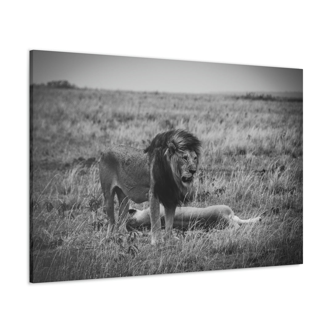 Mating Lions in Black and White - Canvas