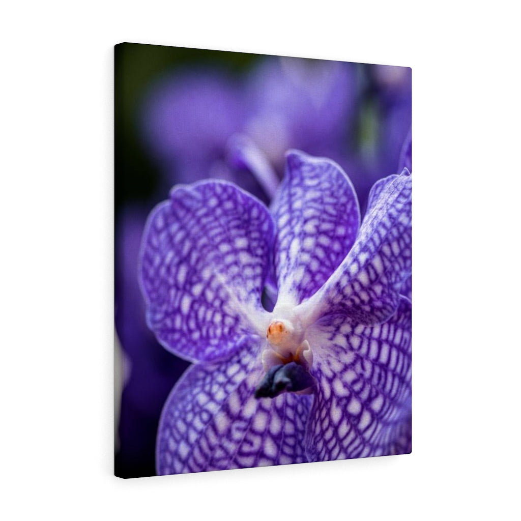 Orchid Detail - Canvas