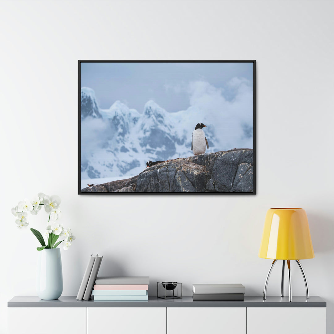 Poised Penguin - Canvas with Frame