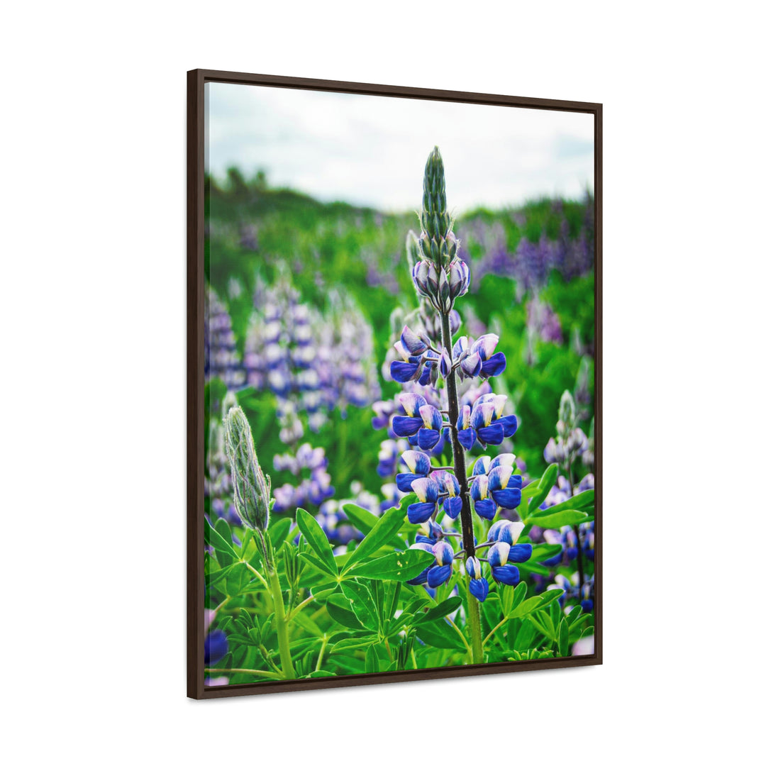 Glowing Lupin - Canvas with Frame