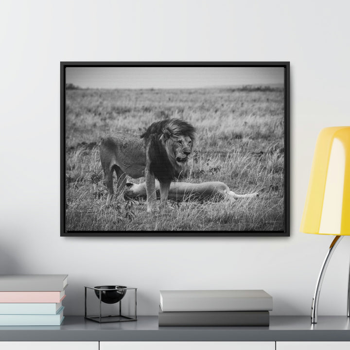 Mating Lions in Black and White - Canvas with Frame