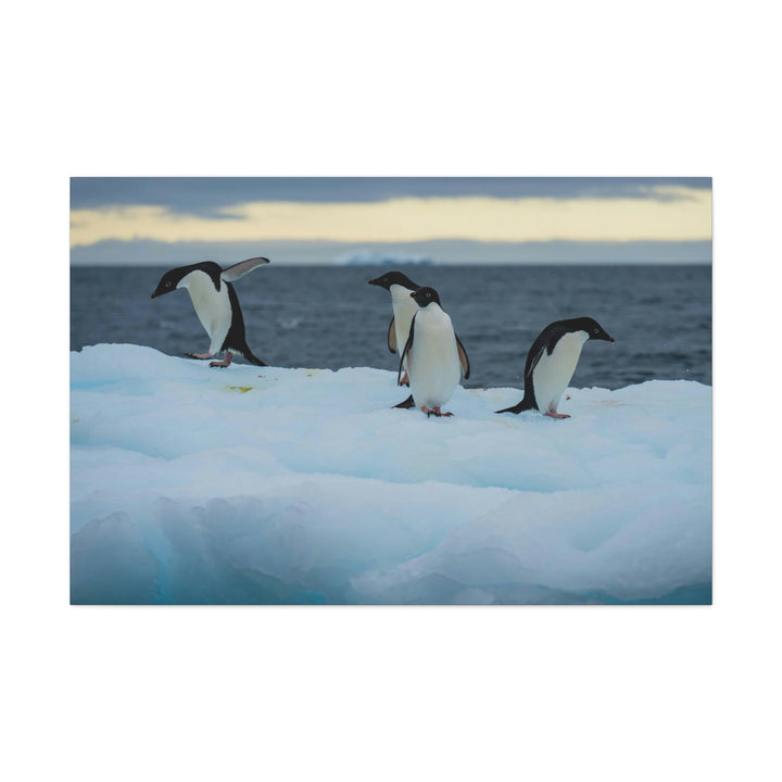 Penguin Dance - Canvas