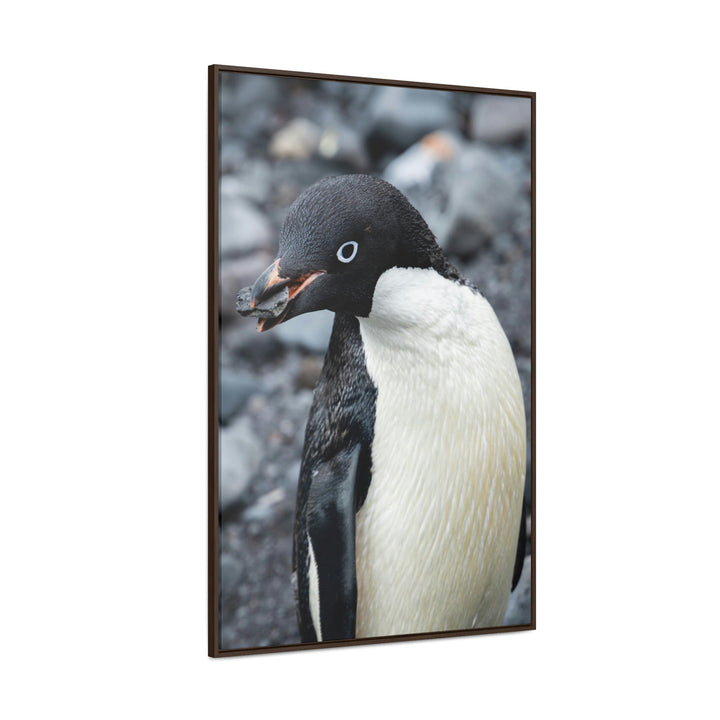 A Penguin's Pebble - Canvas with Frame