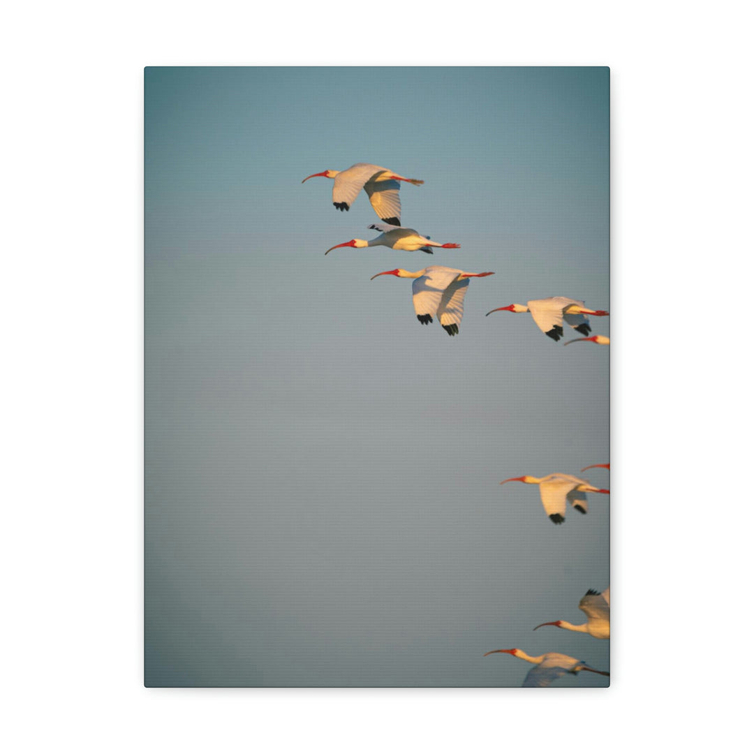 White Ibis in Flight - Canvas